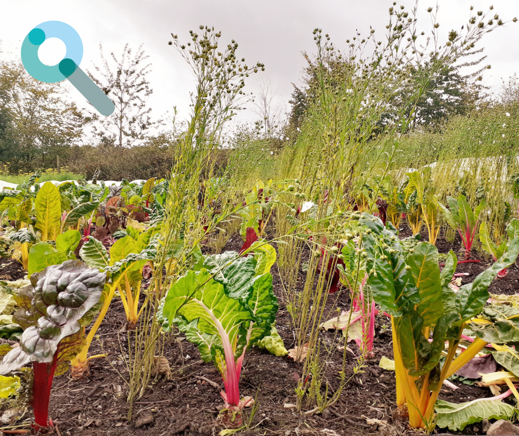 Accompagnement de Projets Alimentaires Territoriaux